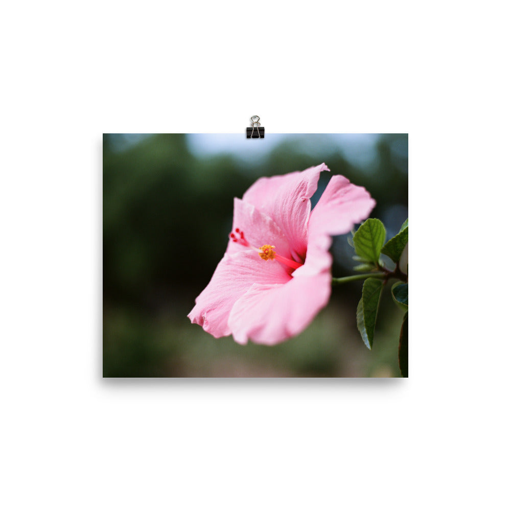 One Pink Hibiscus